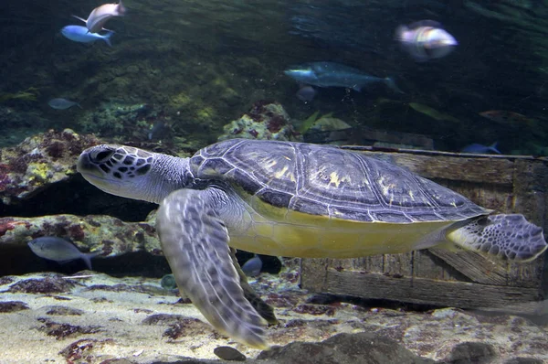 Karettsköldpaddan Marin havet — Stockfoto