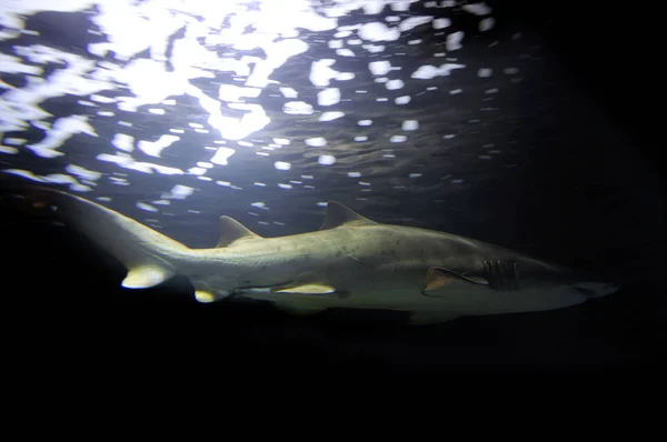 타이거 상어 바다 생활 동물군 — 스톡 사진