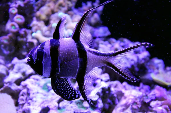 Banggai cardinalfish Sea life fauna — Stock Photo, Image