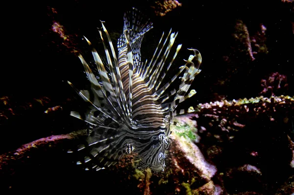 Kayaların arasına deniz yaşamı fauna lionfish yüzüyor — Stok fotoğraf