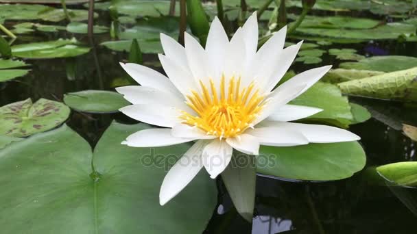 Kwitnący Biały Kwiat Lotosu Środowisko Naturalne Przestrzeń Kopiowania — Wideo stockowe