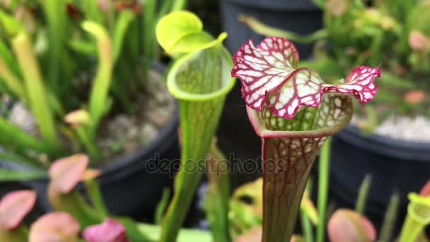 Pianta Carnivora Flytrap Sfondo Della Natura Copia Spazio — Video Stock