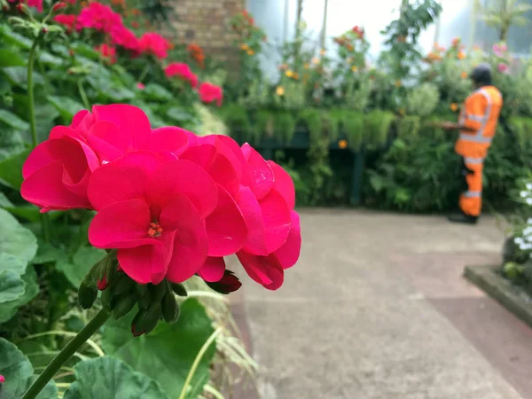 Czerwony geranium kwiaty kwitnąć w szklarni — Zdjęcie stockowe