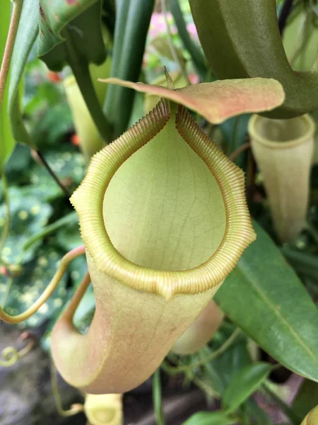 Wild Nepenthes mirabilis prey trapping plant — Stock Photo, Image