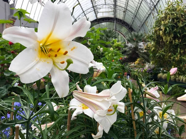 白色的百合花在温室里开花 — 图库照片