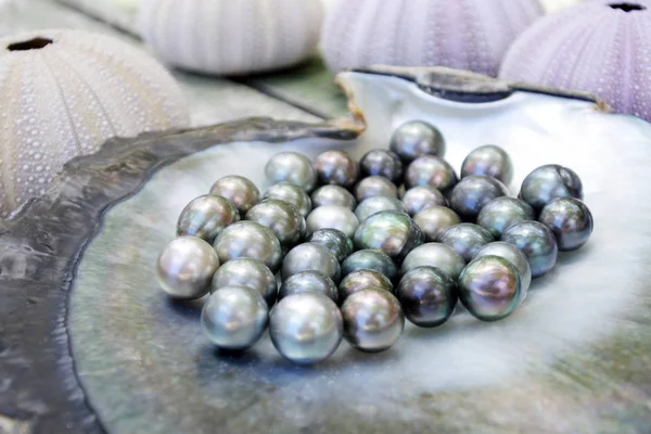 Perlas negras tahitianas en una cáscara de ostra de labio negro —  Fotos de Stock