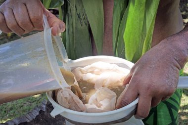 Cook Islander adam Rarotonga Cook Adaları 'nda kava içki hazırlar