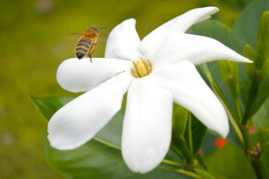 Bal arısı Tiare Maori çiçek Rarotonga Cook Adası üzerinde açılış