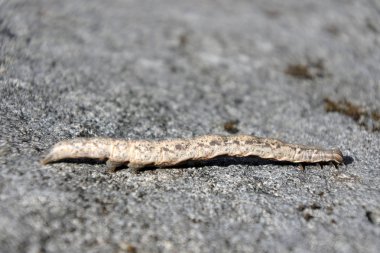 Tropikal armyworm tırtıl