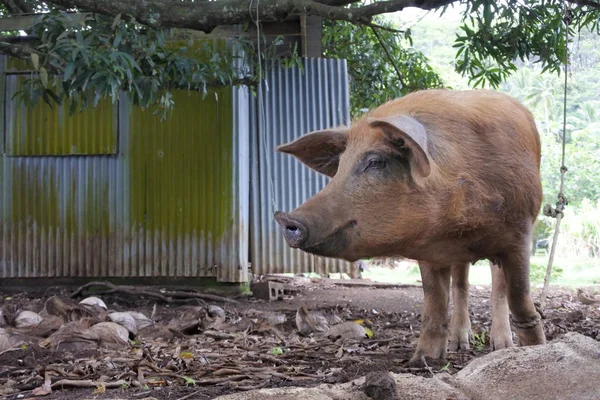 Pig in Rarotonga Cook Islands — Stock Photo, Image