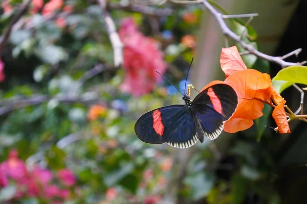 Roter Briefträger-Schmetterling — Stockfoto