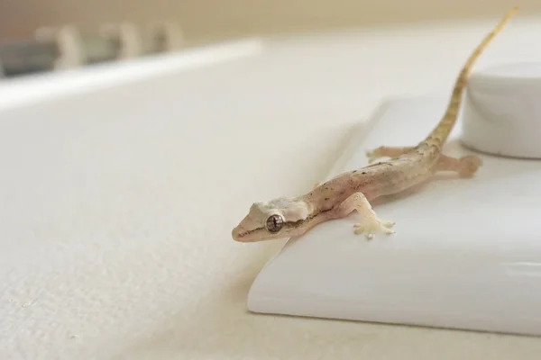Sorgsen Gecko promenader på en hem vägg — Stockfoto
