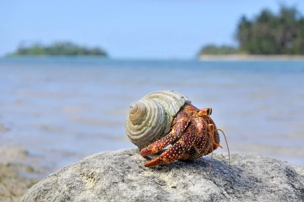 Crabe ermite assis sur un rocher contre la lagune de Muri Rarotonga Cook Is — Photo