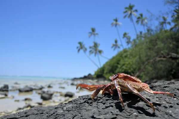 Crab sit on a rock on islet in Muri lagoon Rarotonga Cook Island — Stock Photo, Image