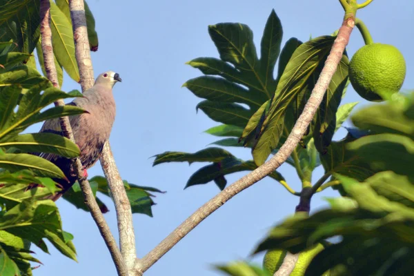 Pombo imperial do Pacífico sentado em uma árvore de fruta de rosca em Rarotonga Co — Fotografia de Stock