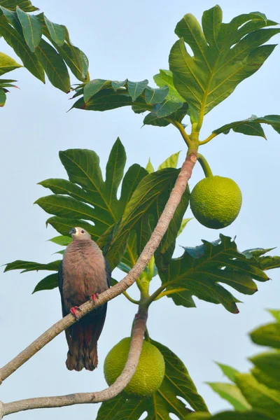 Pasifik imparatorluk güvercin Rarotonga Co ekmekağacı meyvesi ağaçta oturup — Stok fotoğraf