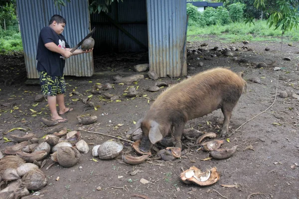 Agricultor Cook Islander alimenta um porco doméstico em Rarotonga, Cook Isl — Fotografia de Stock