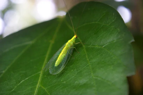 Volwassen groene Lace Wing in Rarotonga, Cookeilanden — Stockfoto