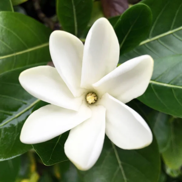 Μαορί Tiare το εθνικό λουλούδι των Νήσων Κουκ — Φωτογραφία Αρχείου