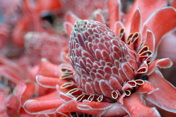 Etlingera vyšší rostliny zblízka — Stock fotografie