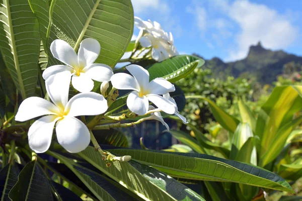 Flores de plumeria cresce em Rarotonga Ilhas Cook — Fotografia de Stock