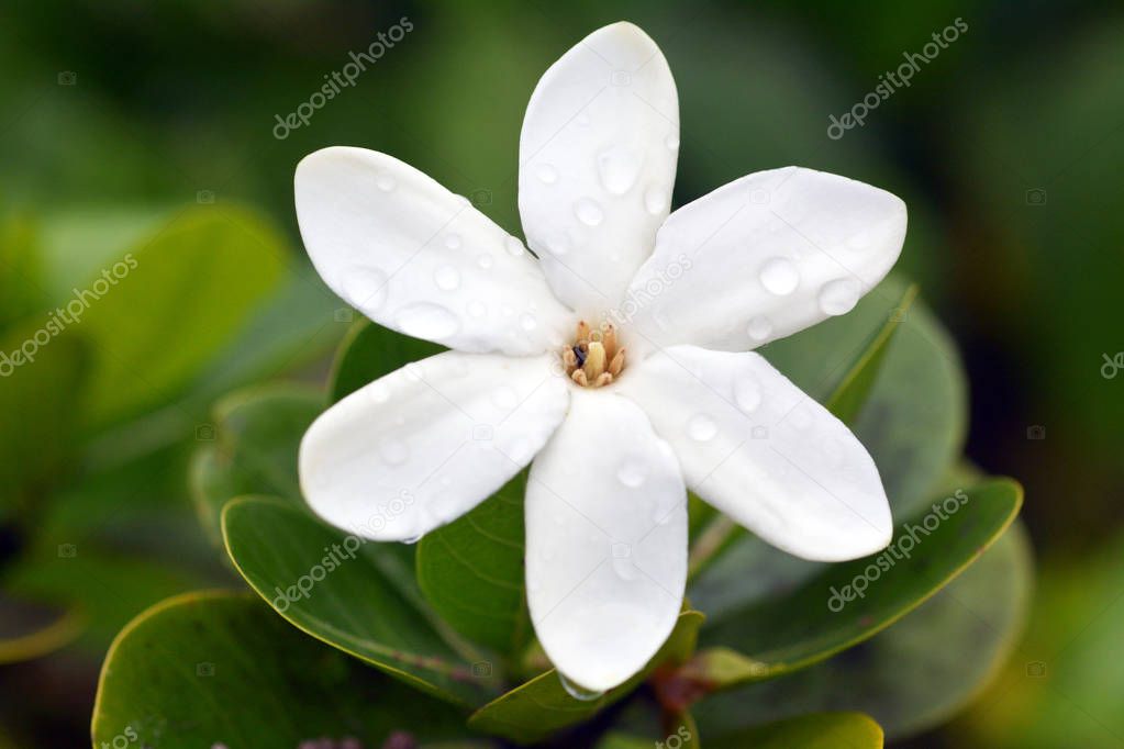Tiare Maori the National Flower of the Cook Islands