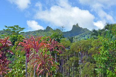 Te Manga dağ Rarotonga cook Adaları