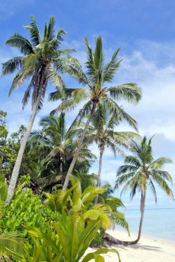 Manzara Titikaveka beach Rarotonga Cook Adaları