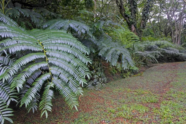 Sendero selvático de las tierras altas en Rarotonga Islas Cook — Foto de Stock