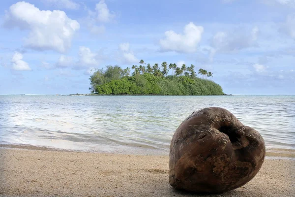 Kokosnussfrüchte lagen am Strand der Muri-Lagune auf der Kochinsel rarotonga — Stockfoto