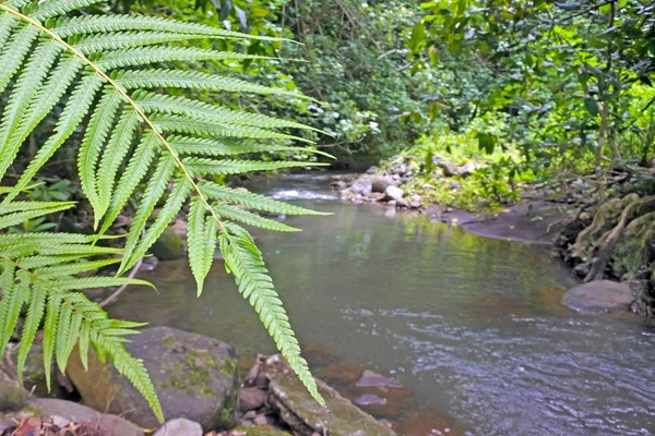 Fluxo de Avana Rarotonga Ilhas Cook — Fotografia de Stock