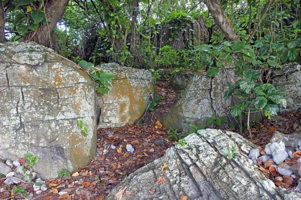 Sendero rocoso en la selva interior de Rarotonga Islas Cook —  Fotos de Stock