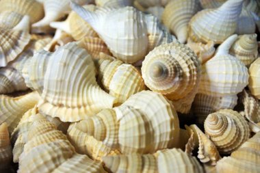 Brown Sanibel kabukları koleksiyonu Satılık arka planı için