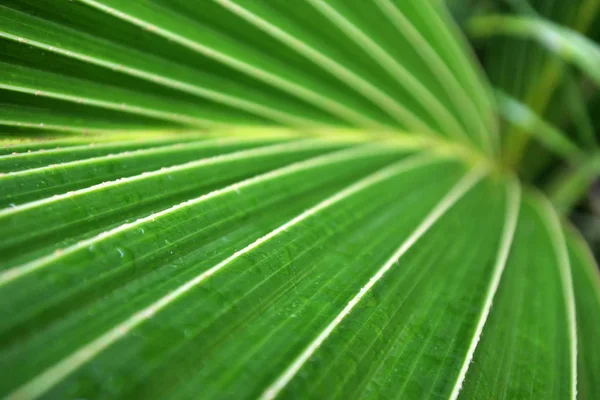 Liść palmowy kokosowy z bliska tło. — Zdjęcie stockowe