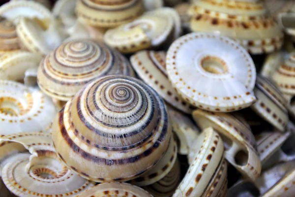 Exotique coquilles d'escargot collection à vendre fond — Photo