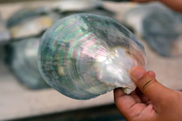 Hands of a Cook Islander man polishing  Tahitian Black Pearl she — Stock Photo, Image