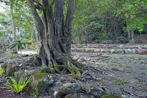 Νότιος Ειρηνικός Πολυνησιακή Ραροτόνγκα Marae Νήσοι Κουκ — Φωτογραφία Αρχείου