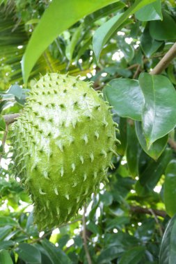 Soursop meyve olan ağaç içinde Cook Adaları Rarotonga yetişen