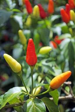 Kuşbakışı göz chili büyümek Rarotonga Cook Adaları