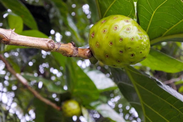 Buah keju tumbuh di pohon buah Noni di Kepulauan Cook Rarotonga — Stok Foto