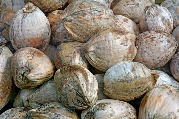 Pile de noix de coco dans les îles Cook Rarotonga — Photo