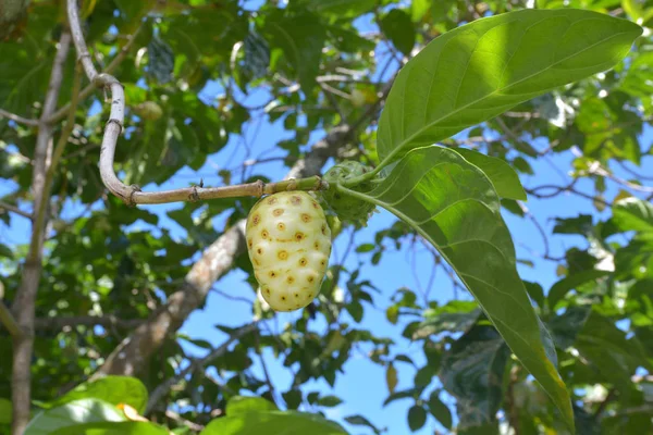 Kaas fruit groeit op Noni fruitboom in Rarotonga Cookeilanden — Stockfoto