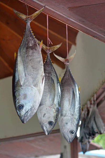 Tuna fish for sale in a fishermen food  market in Rarotonga Cook