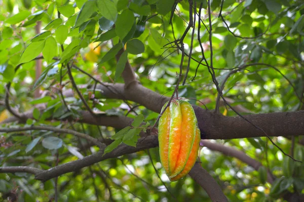 Reife Karambolasterfrucht wächst auf ihrem Baum in rarotonga co — Stockfoto