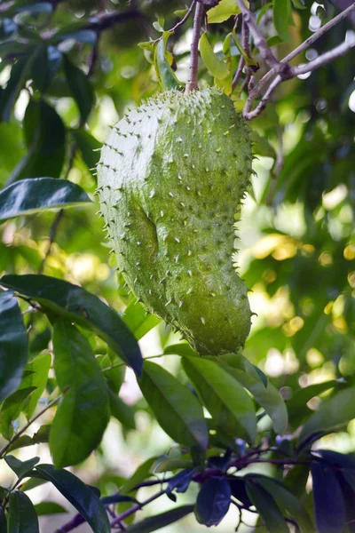 Flaszowiec miękkociernisty owoców rośnie na jego drzewo w Wyspy Cooka Rarotonga — Zdjęcie stockowe