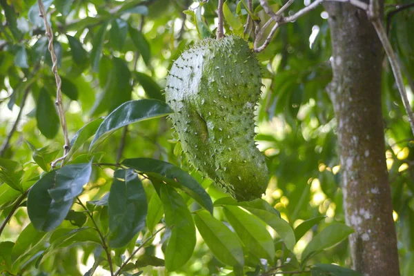 Fruto de guanábana crece en su árbol en Rarotonga Islas Cook —  Fotos de Stock