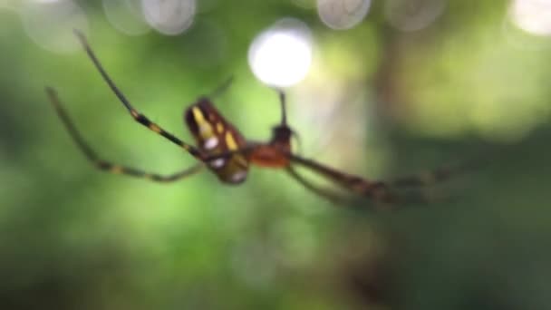 Juvenile Huntsman Spider Spinning Web Plant Rarotonga Cook Islands — Stock Video