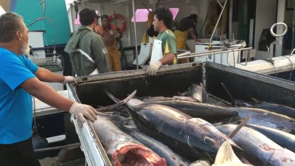 Cook Islanders Pescadores Descarregando Suas Capturas Portos Avatiu Ilhas Cook — Vídeo de Stock