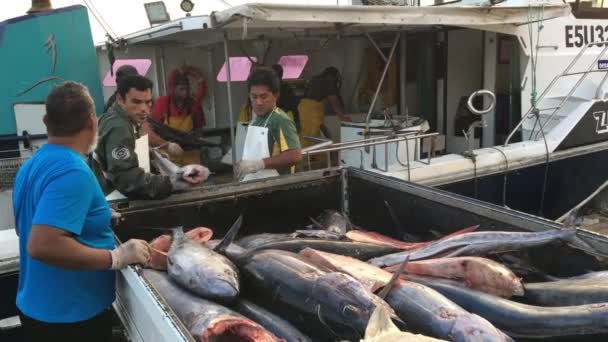 Cook Szigetlakók Halászok Kirakodás Fogást Kikötőkben Avatiu Cook Szigetek Kizárólagos — Stock videók