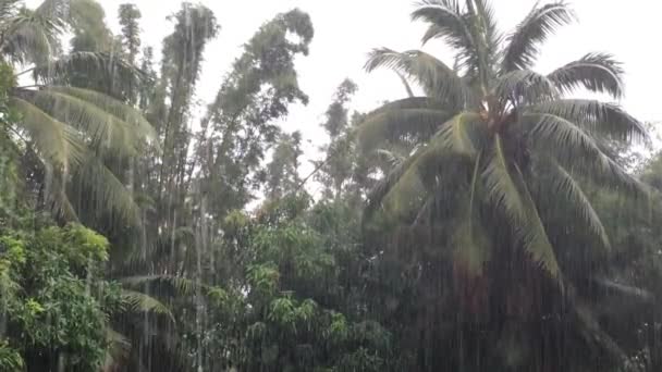 在库克群岛拉罗通加雨季潮湿的热带季风季节的热带暴雨 — 图库视频影像